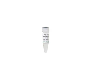10X CpG Reaction Buffer